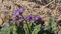 Phacelia crenulata var. ambigua (M. E. Jones) J. F. Macbr.的圖片