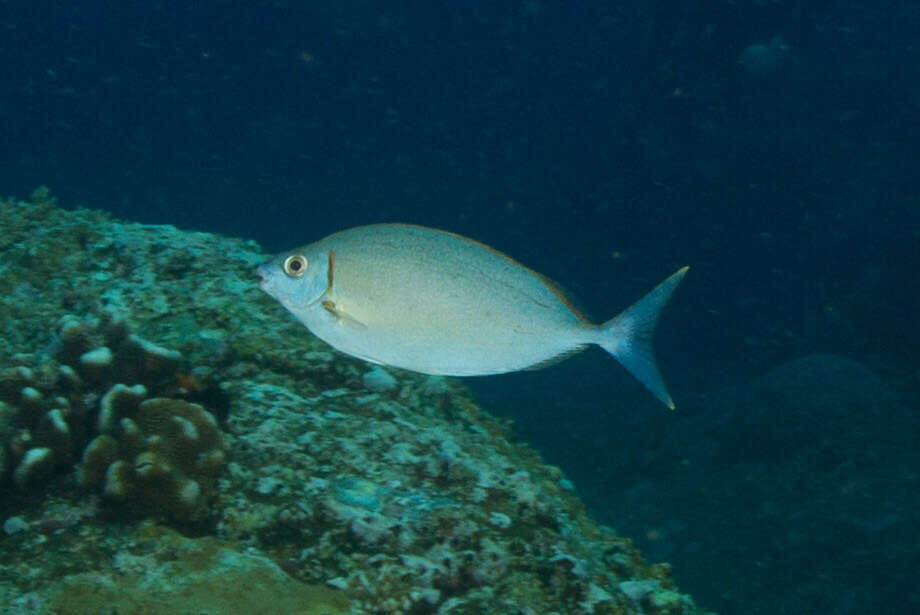 Image of Forktail rabbitfish