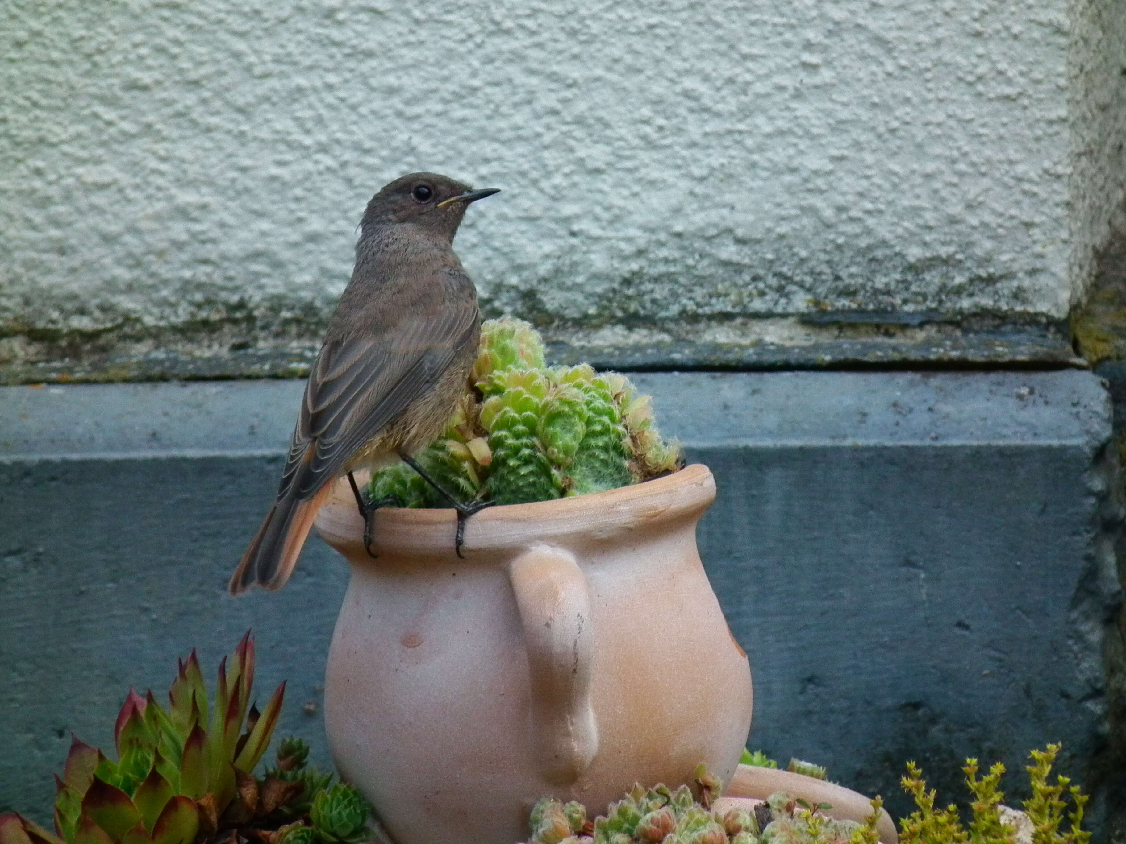 Image of Black Redstart