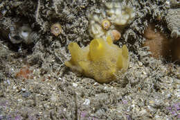 صورة Polymastia boletiformis (Lamarck 1815)