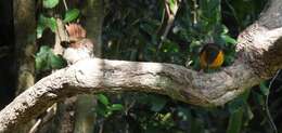 Image of Terrestrial Brownbul