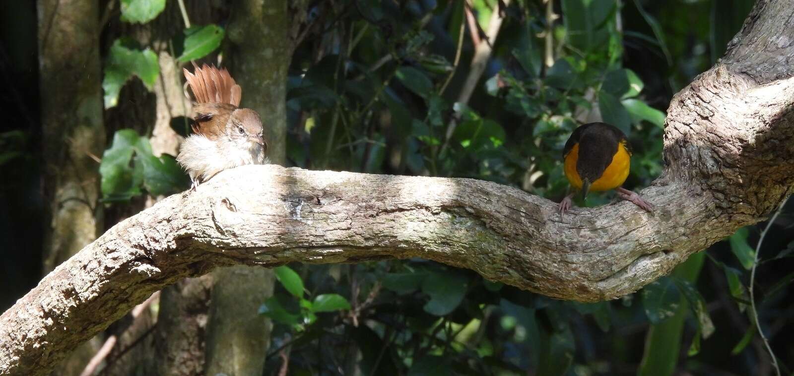 Image of Terrestrial Brownbul