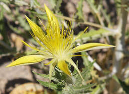 Image of giant blazing star