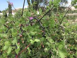 Sivun Bursera epinnata (Rose) Engl. kuva