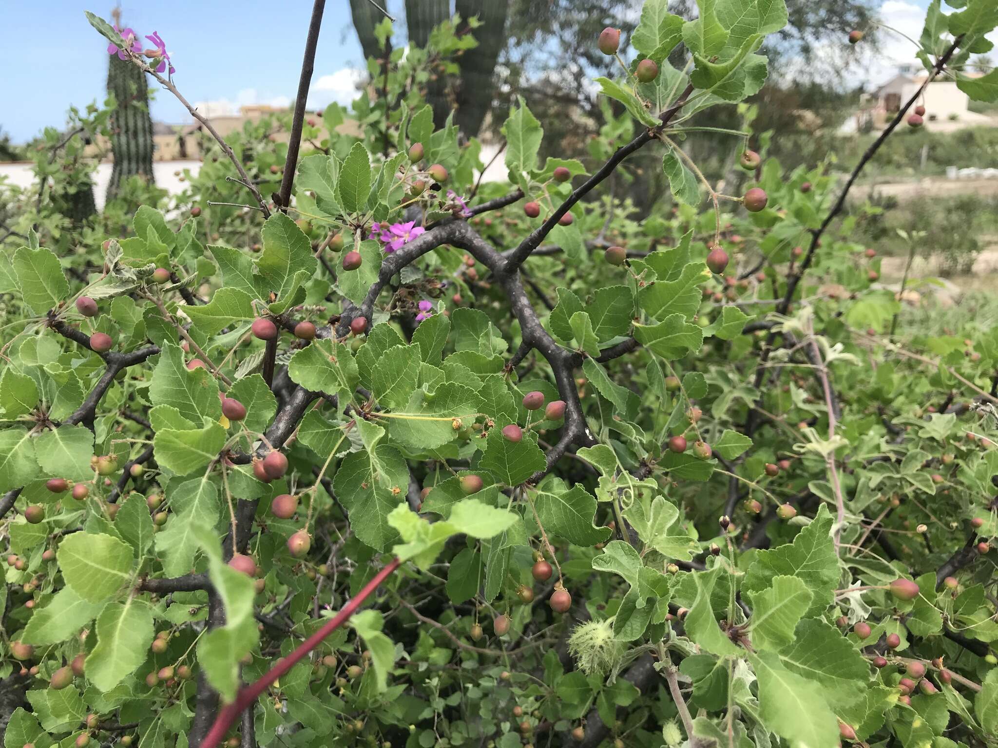 Sivun Bursera epinnata (Rose) Engl. kuva