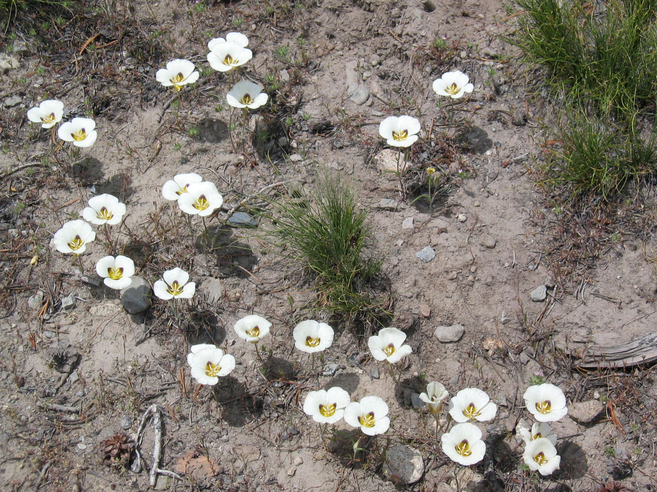 Calochortus leichtlinii Hook. fil. resmi