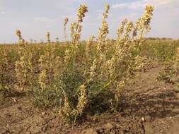 Image of Siberian catchfly