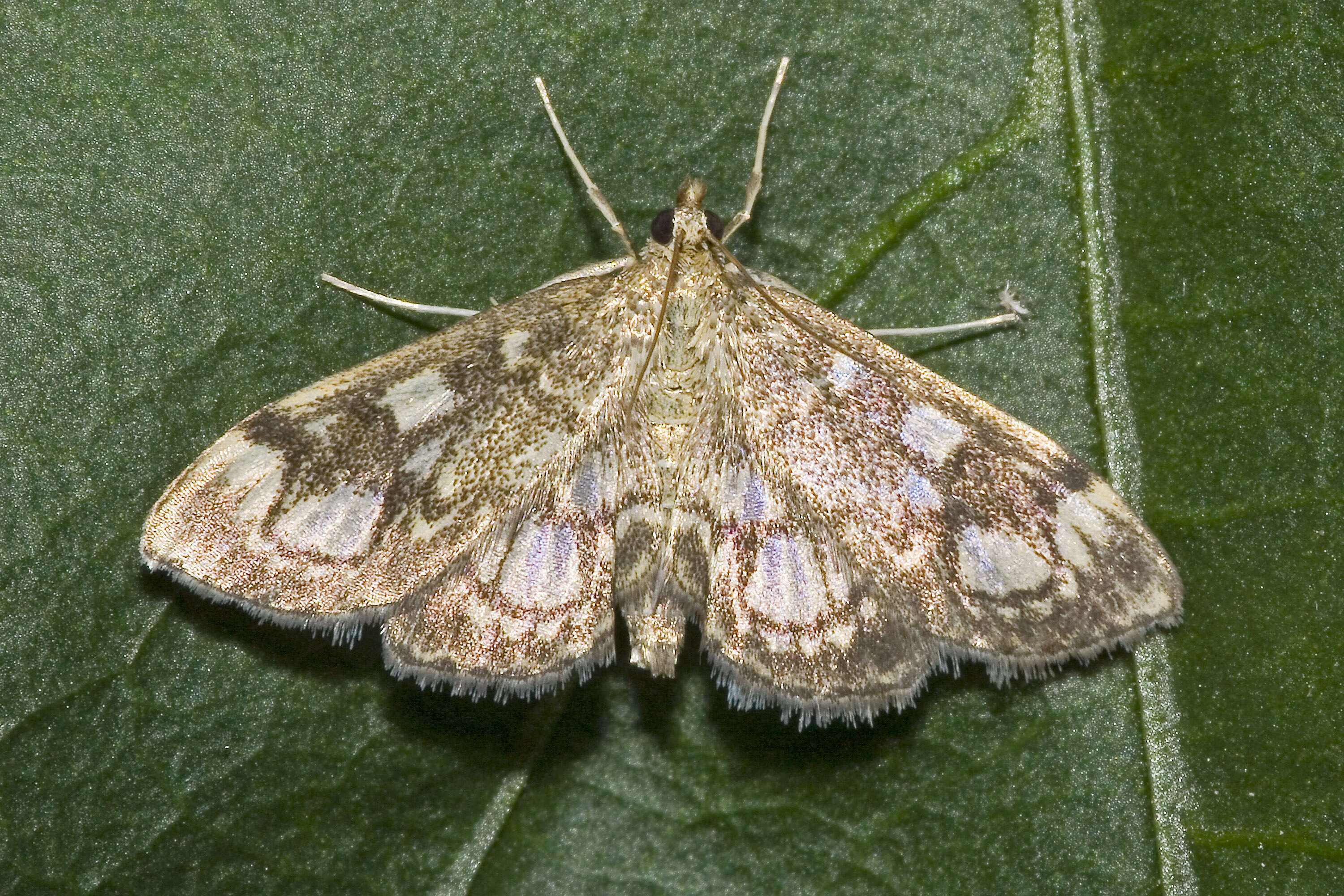 Слика од Anania coronata