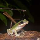 Image of Borneo White-lipped Frog