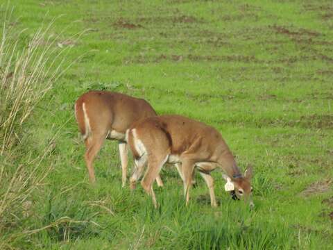 Image of Columbian white-tailed deer