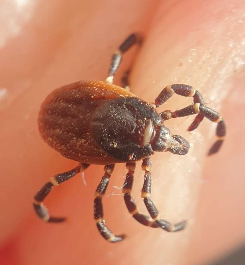 Image of Tick