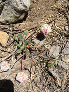 صورة Cistanthe monosperma (E. Greene) M. A. Hershkovitz