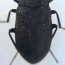 Image of Velvety Bark Beetle