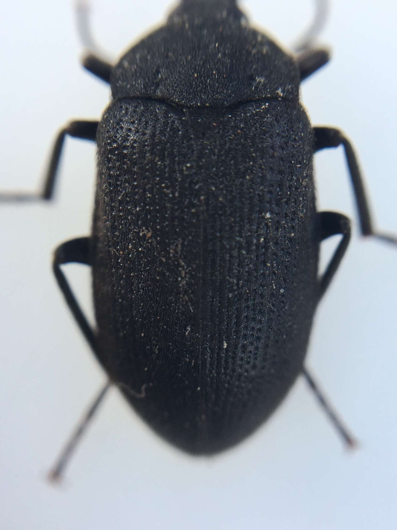 Image of Velvety Bark Beetle