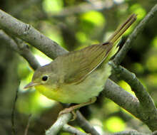 Geothlypis trichas (Linnaeus 1766) resmi