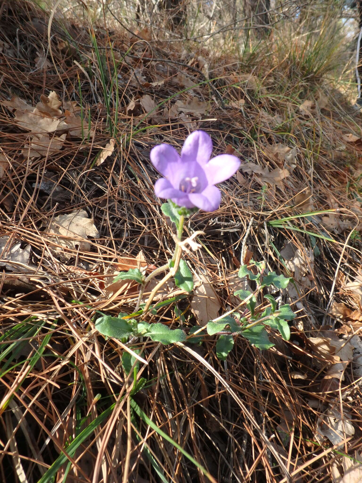 Image of Campanula komarovii Maleev