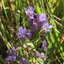 Gentianella quinquefolia (L.) Small的圖片