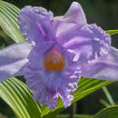 Image of Sobralia warszewiczii Rchb. fil.