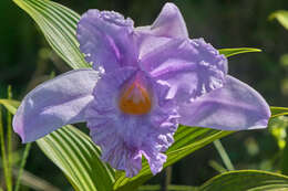 Image of Sobralia warszewiczii Rchb. fil.