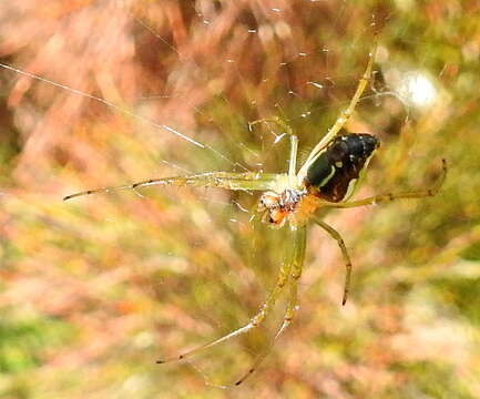 Image of Leucauge festiva (Blackwall 1866)