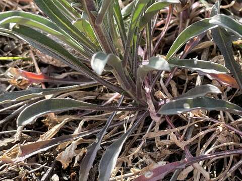 Image of Erysimum crepidifolium Rchb.