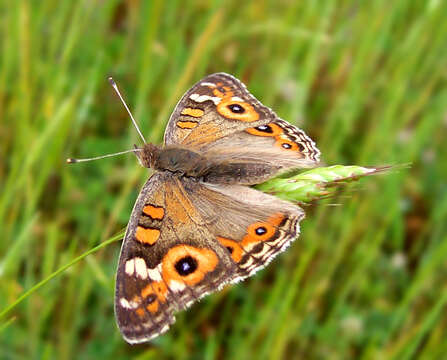 Image of Meadow Argus