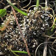 Imagem de Cladonia apodocarpa Robbins