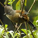 Image of Actinodura waldeni daflaensis Godwin-Austen 1875