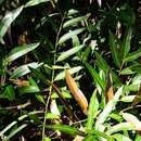 Image of mangrove fern