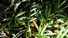 Image of mangrove fern