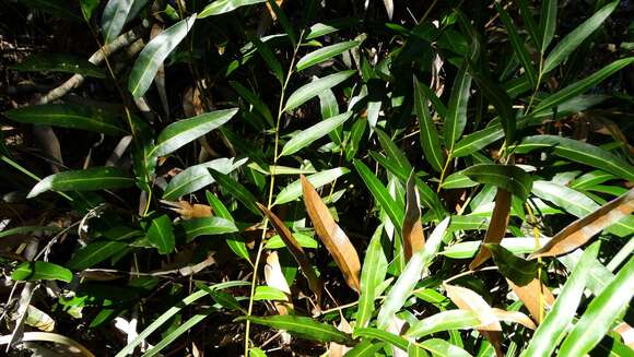 Image of mangrove fern