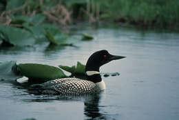 Image of loons