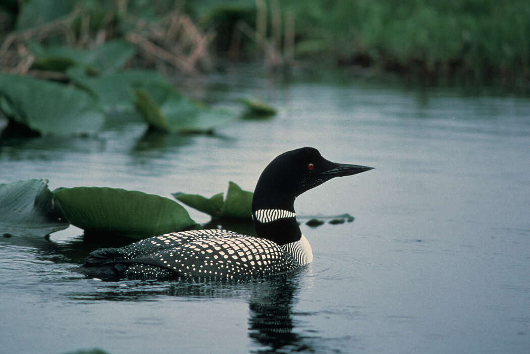 Image of loons