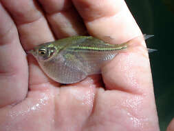 Image of Common hatchetfish