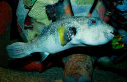 Image of Broadbarred Toadfish