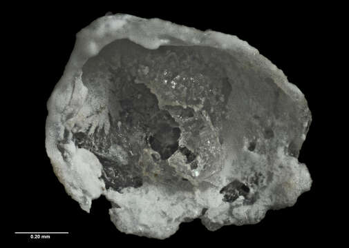 Sivun Benthocardiella obliquata Powell 1930 kuva