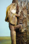 Image of Frilled Lizard