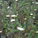 Imagem de Chrysanthemum morifolium Ramat.