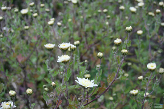 Image of florist's daisy