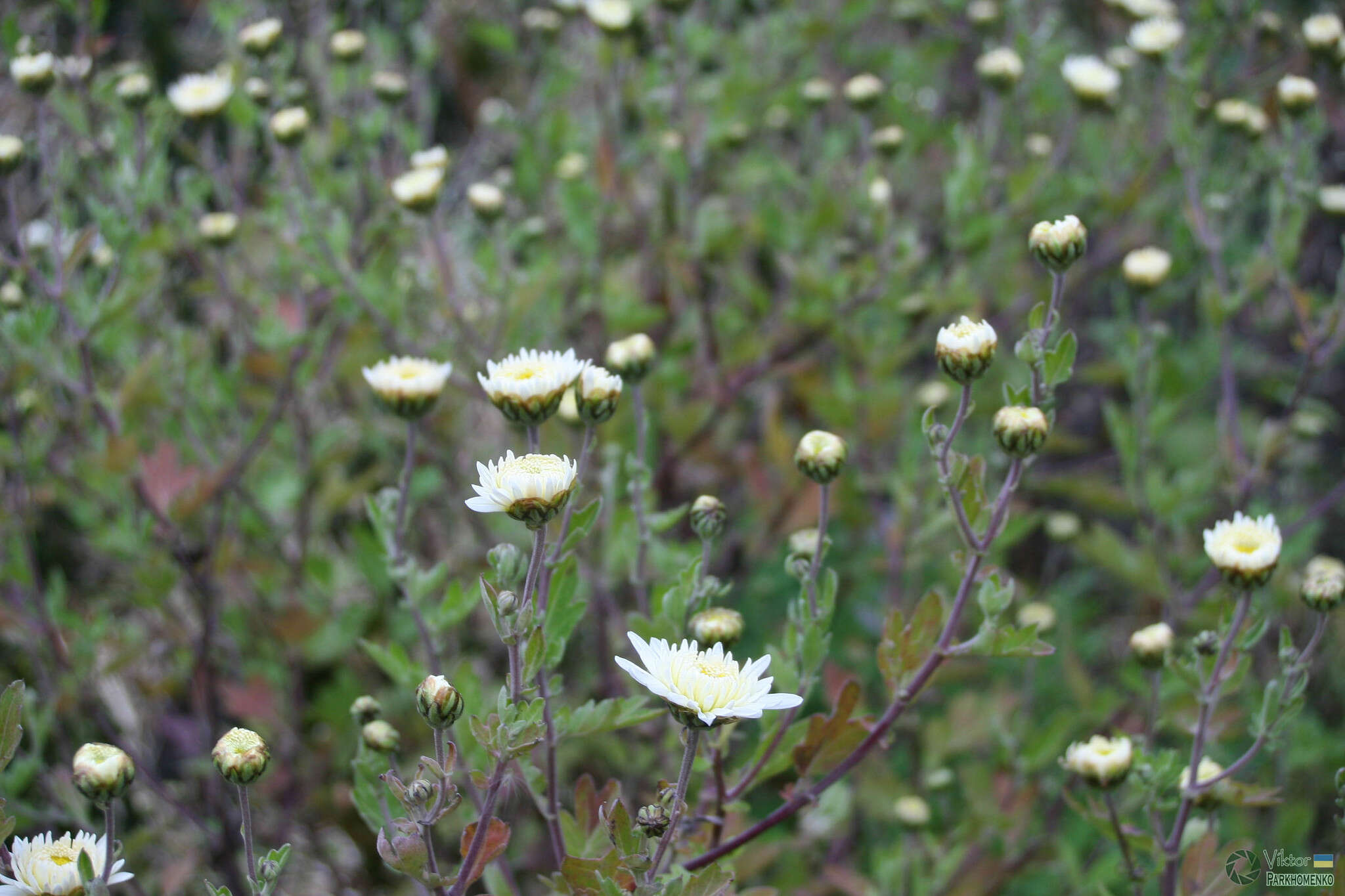 Sivun Chrysanthemum morifolium Ramat. kuva