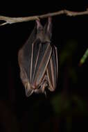 Image of Heller's Broad-nosed Bat