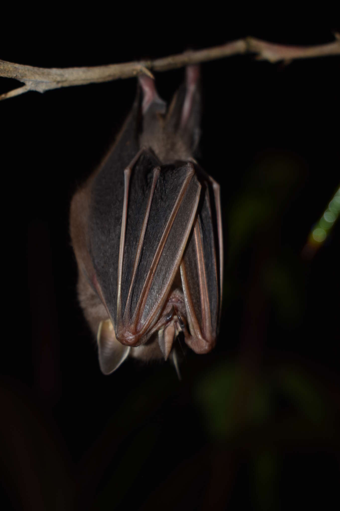 Image of Heller's Broad-nosed Bat