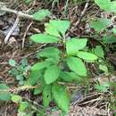 Image de Berberis canadensis Miller