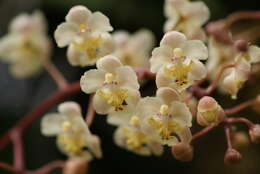 Image of dancinglady orchid