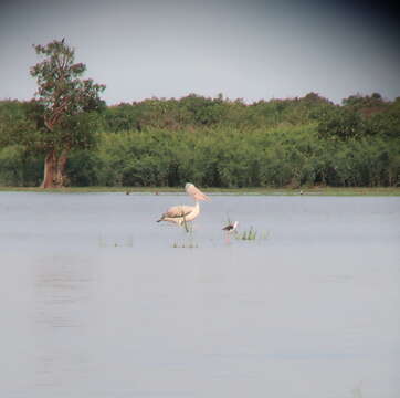 Image of Grey Pelican