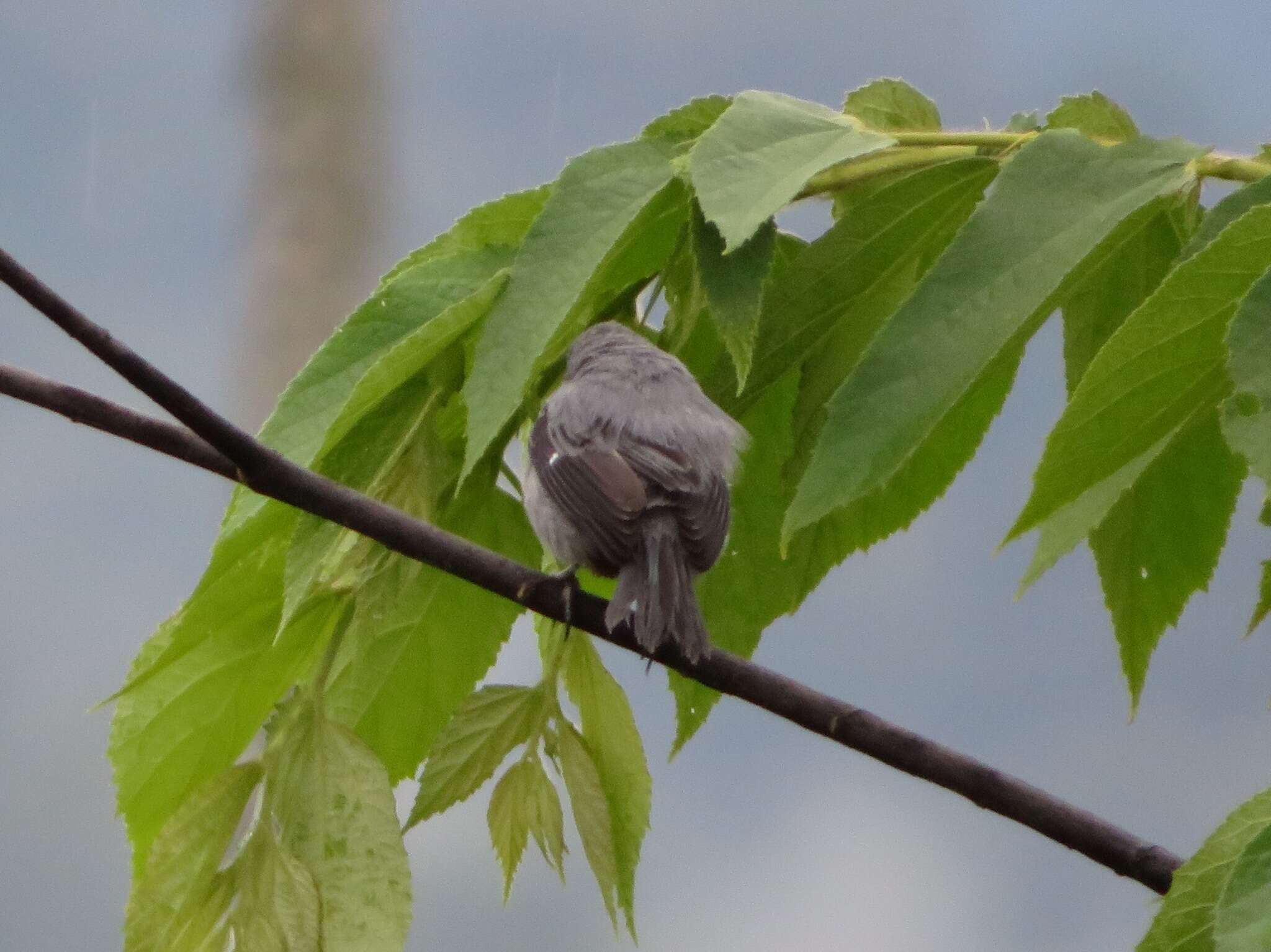 Image of Chestnut-bellied Seedeater