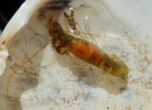 Image of twistclaw pistol shrimp