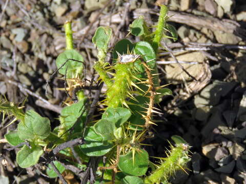 Imagem de Solanum humile