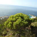 صورة Leucadendron coniferum (Thunb.) Meissn.