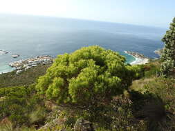 صورة Leucadendron coniferum (Thunb.) Meissn.